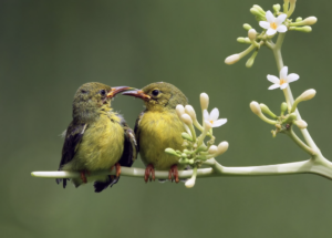 Más de 500 especies de aves podrían desaparecer este siglo